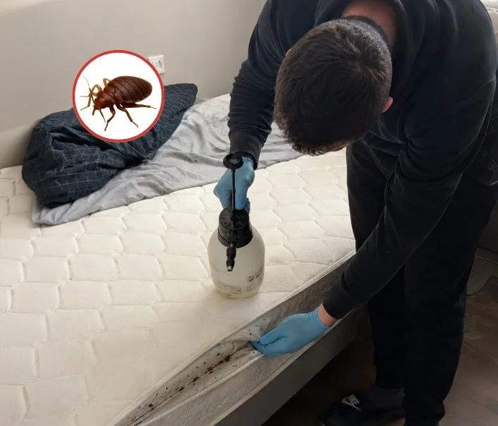 Technicien traitant un matelas contre les punaises de lit à Esmans